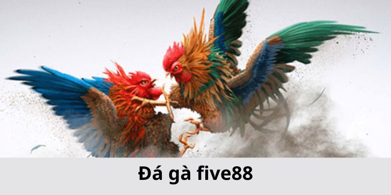 Đá gà five88